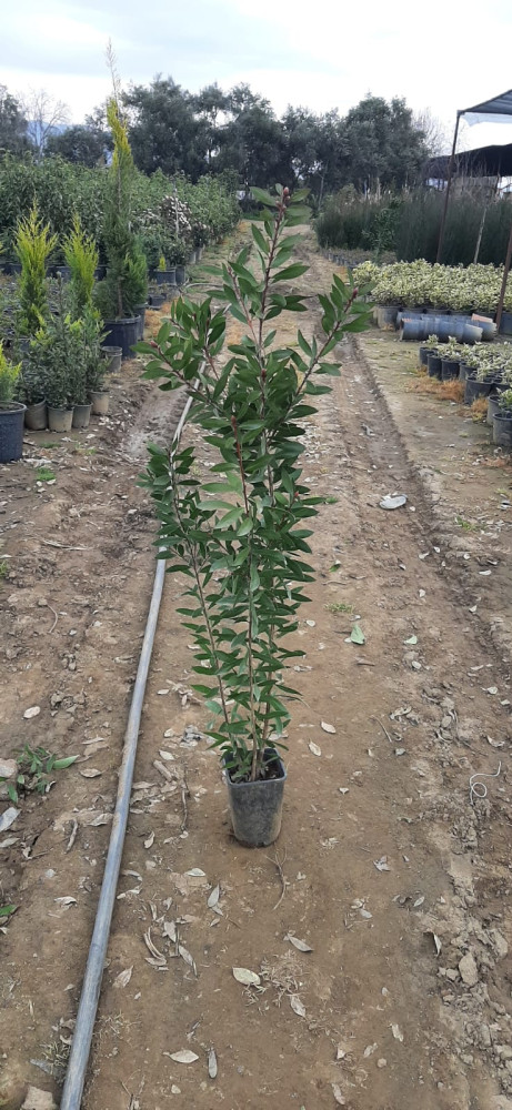 Callistemon laevis